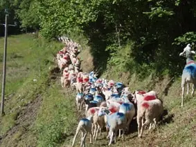 Rando Estaing