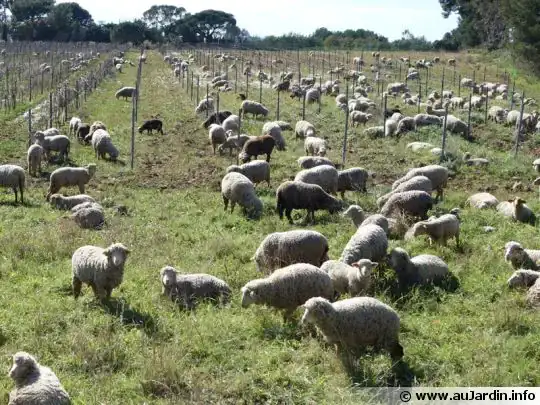 Moutons vignes