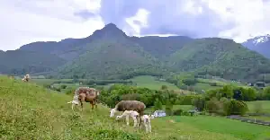 Brebis et agneaux R. Laffitte