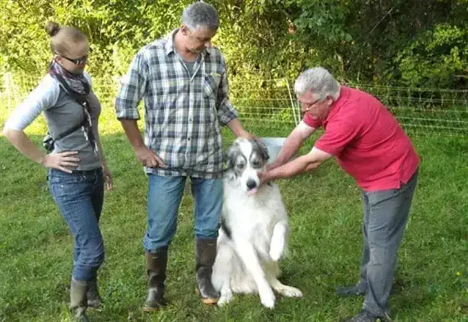 Classification Patou