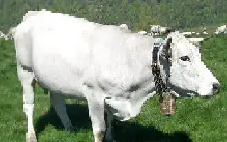 Equipement troupeaux