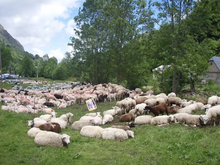 Transhumance Estaing