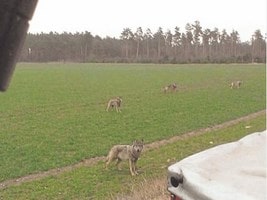 Loups en Allemagne