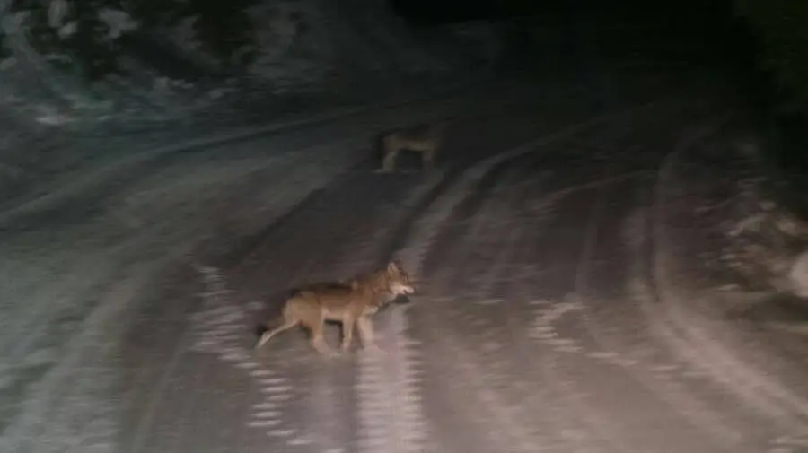 Loup