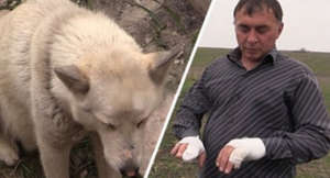Attaque de Loup en Russie
