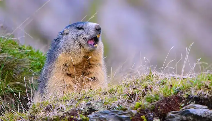 Marmotte