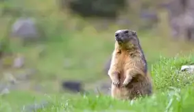 Marmotte par R. Laffitte