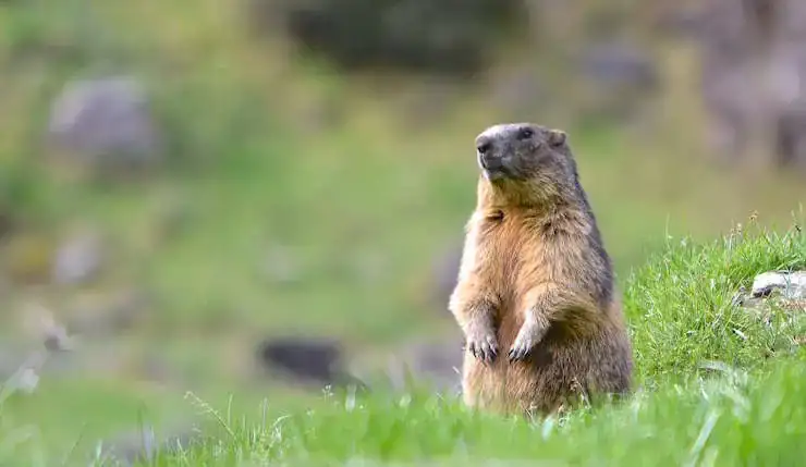 Marmotte