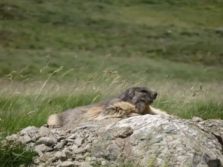 Marmotte