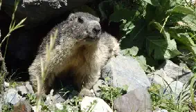 Marmotte photo Pierre Dollo