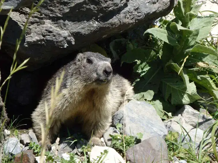 Marmotte
