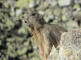 Marmotte photo Robert Laffitte