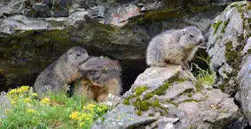 Marmotte