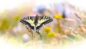 Machaon