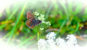 Papillon Argus