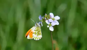 Papillon Aurore