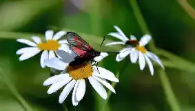 Papillon Zygene