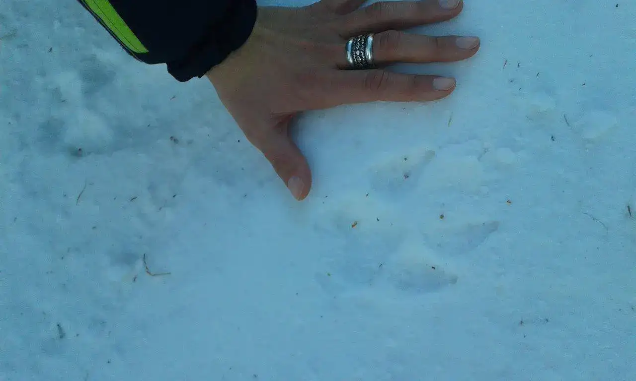 Loup