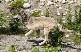Alaska loup attaque cycliste