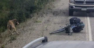 Alaska loup attaque cycliste