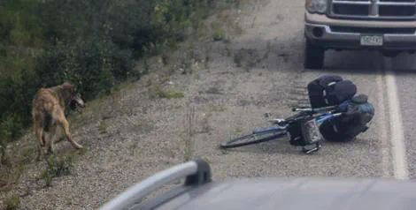 Alaska loup attaque cycliste