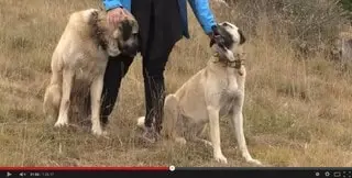Conséquences retour loup