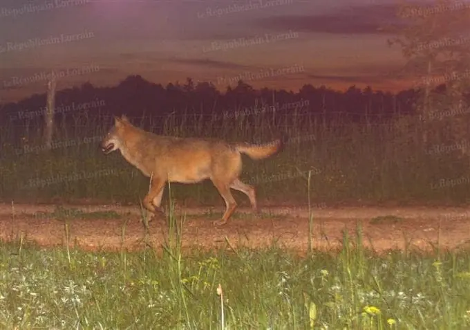 Plaine-Vosges-mai-juin-201