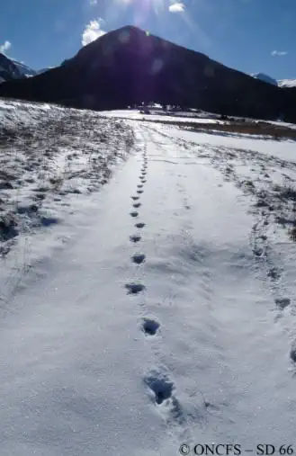 Traces massif du Puigmal @ONCFS/SD66