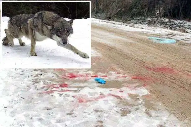 Attaque de Loup en Russie
