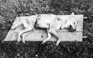 1954-Loups-Suisse-Tue