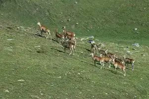 Mouflons en vallée d'Eyne