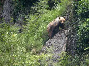 Ours