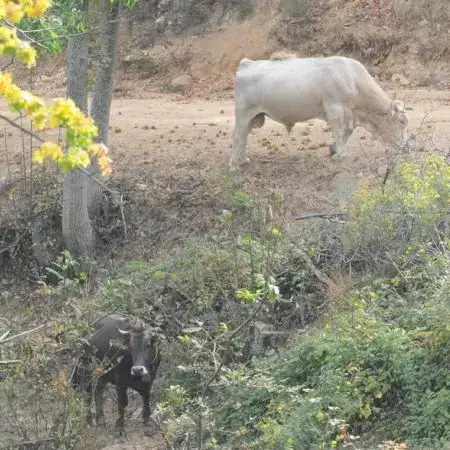 Vaches Alberes