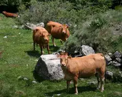 Vaches Alberes