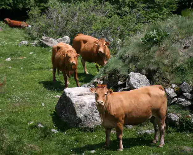 Vaches Alberes