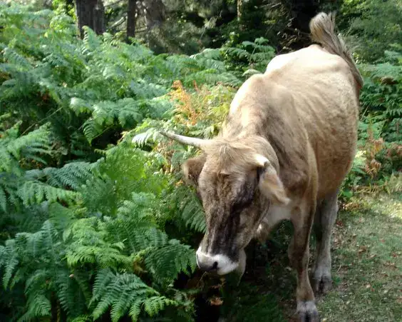 Vaches Alberes