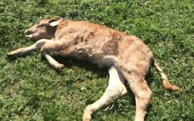 Voici le jeune veau tué hier après-midi et photographié par Marine, la fille de l'éleveur, juste après l'attaque de vautours.