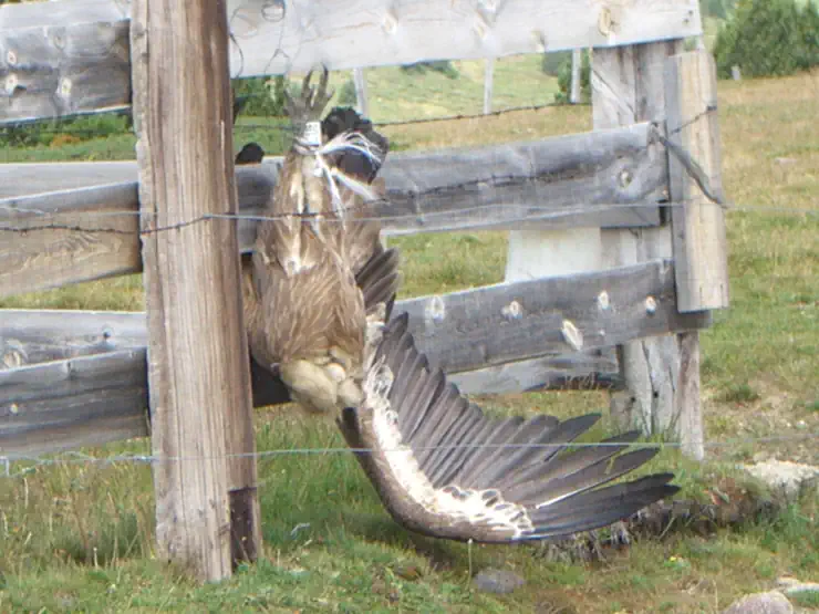 Vautour pendu