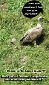 Vautour Fauve à Estaing