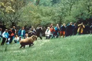 Lacher-Bouquetin