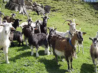 Chèvre des Pyrénées