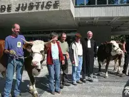 Vache Palais de Jstice Annecy