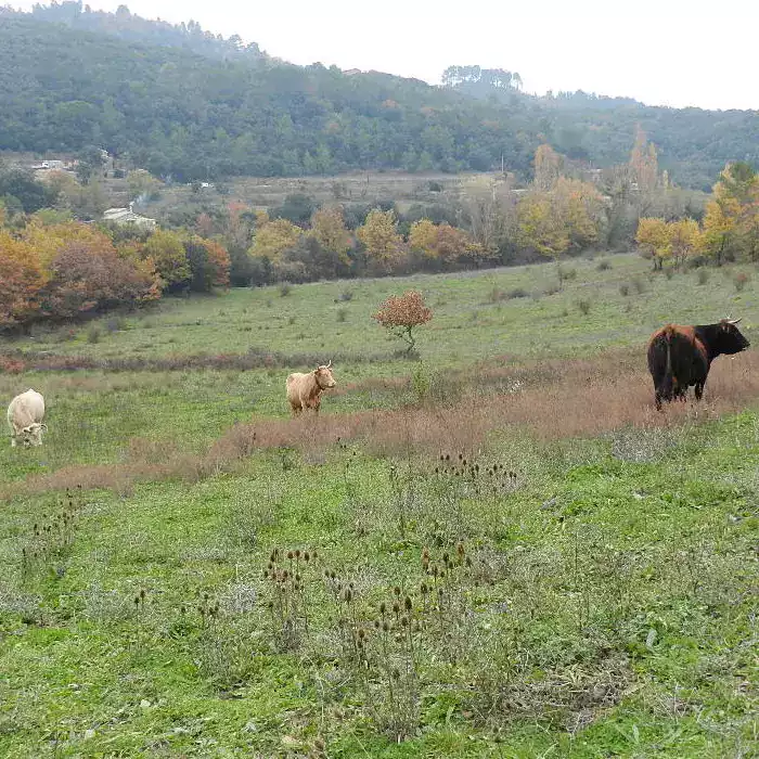 Les cloches des vaches dérangent