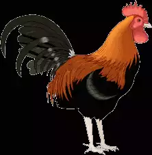 Coq