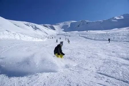 Goulier