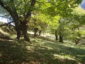 Baronnies