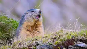 Marmotte