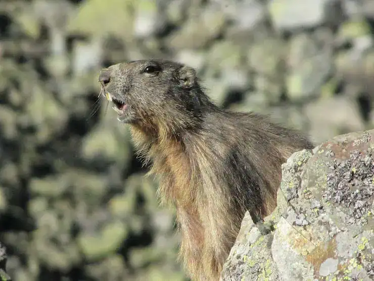 Marmotte