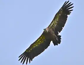 Vautour Fauve photo R. Laffitte