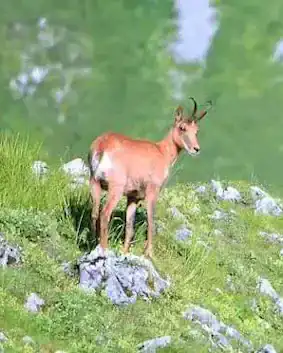 Isard photo R. Laffitte